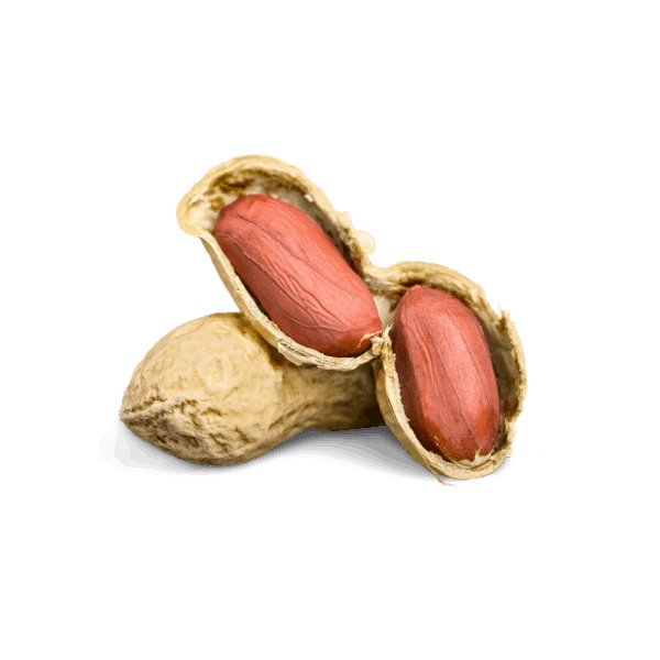 Headnutconsulting Kopfnüsse erkunden - Business Coaching Thüringen